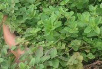 Cultivating My Peace