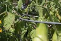 Explore the Garden: Ask the Expert