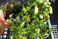 Reclaiming Your Herb Garden