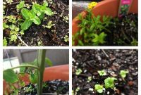 Garden Gains: A Greener Glimpse