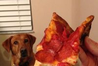 The Quaint Quirks of Our Four-Legged Family Member