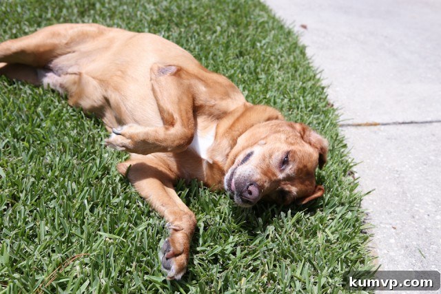 Happy Dog Enjoying Outdoor Grilling Session