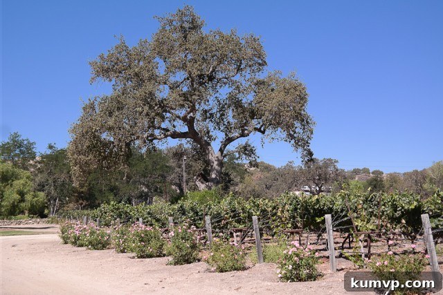 A Day at Fess Parker Winery, Santa Barbara with Princess Cruises