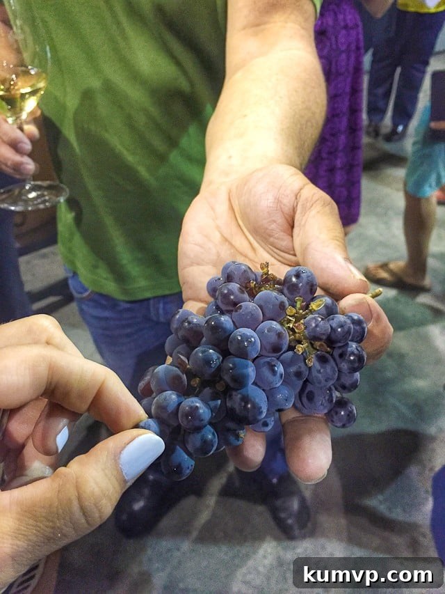 A Day at Fess Parker Winery, Santa Barbara with Princess Cruises