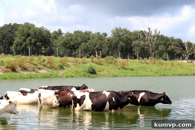 Milk-A-Way Dairy Adventure and The Ultimate Layered Taco Dip 10 img 14917 10