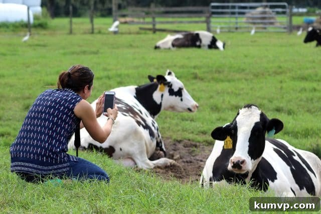 Milk-A-Way Dairy Adventure and The Ultimate Layered Taco Dip 11 img 14917 11