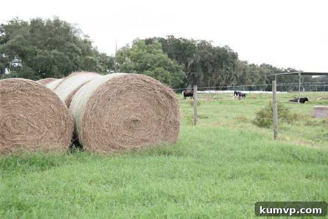 Milk-A-Way Dairy Adventure and The Ultimate Layered Taco Dip 3 img 14917 3