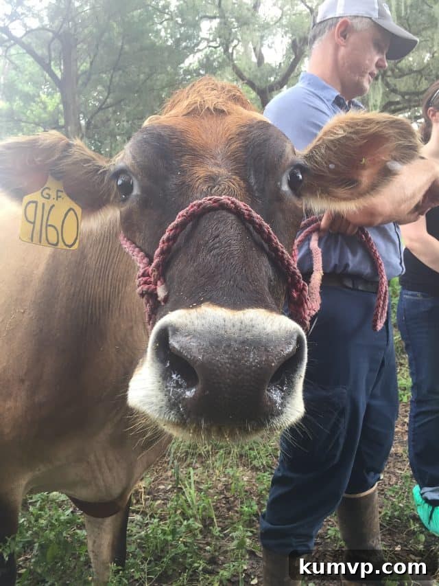 Milk-A-Way Dairy Adventure and The Ultimate Layered Taco Dip 8 img 14917 8